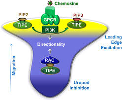 They do not have to buy a particular item at the top of their list, but come into the store on a whim.they will purchase what seems good at the time. The Tipe Molecular Pilot That Directs Lymphocyte Migration In Health And Inflammation Scientific Reports
