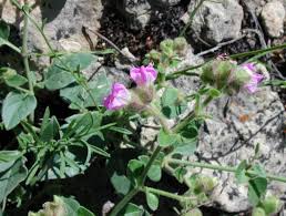 Image result for Commicarpus pilosus