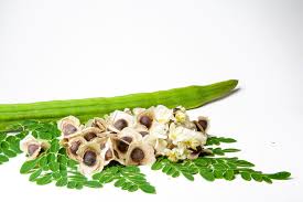 Image result for Moringa