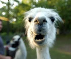 Huh You Say Sumpin Llama Pictures Llama Face Llama
