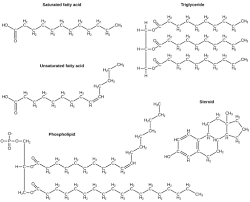 biological molecules biology i