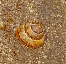 Insgesamt gibt es aber etwa 250 einheimische schneckenarten, und davon gelten längst nicht alle als schädlinge. Eine Schnecke Im Haus Foto Bild Tiere Wildlife Schnecken Muscheln Bilder Auf Fotocommunity