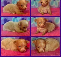 Ask questions and learn about chihuahuas at nextdaypets.com. Chihuahua Puppy For Sale Adoption Rescue For Sale In Pea Ridge Arkansas Classified Americanlisted Com
