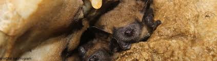 Most homeowners love having bats around the home, but they don't want them living in their homes. Report Sick Dead Bats Wi Bat Program