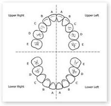 15 Bright Pediatric Tooth Chart Letters