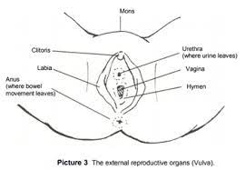 Start studying female private parts. Body System Reproductive Female