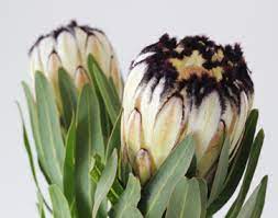White Protea Protea Flower Planting Flowers Flower Garden