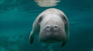 Wendell The Manatee