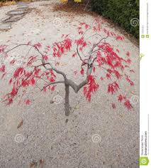 L'érable du japon ou erable japonais, acer palmatum, est sans aucun doute l'un des plus beaux petits arbres pour un jardin, un balcon ou une terrasse. Erable Nain Japonais En Automne Photo Stock Image Du Detail Japonais 11631524
