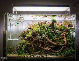 256 Likes 3 Comments Aquascape Aquascapenl On Instagram Such An Awesome Scape With Spiderwood Aquascape Aquarium Nature Aquarium Betta Aquarium