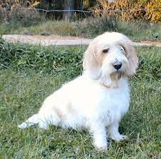 Image result for malý vendéeský hrubosrstý honič