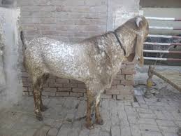 Nachi Goat And Makhi Cheena Goat Home Facebook