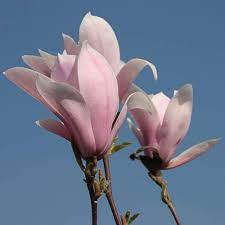 Magnolia Red Lucky Half Standard