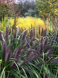 Neat, upright mound of dark green, glossy foliage. Pin On Trawa