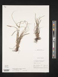Image result for Cyperus dubius