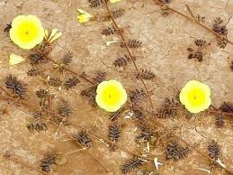 Image result for Tribulus zeyheri