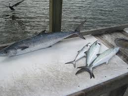 We did not find results for: Kingfish And Spanish Mackerel The Pete Is On