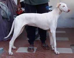 Rajapalayam Dog Wikipedia