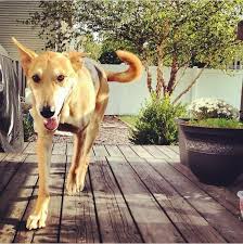 What Games Can I Play With My Dog Dogs Dog Activities Dog Games