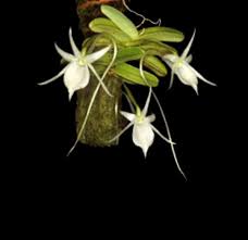 Image result for Angraecum