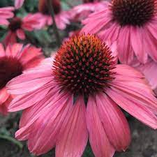 Eye Catcher Coral Craze Coneflower Echinacea Purpurea Proven Winners In 2020 Echinacea Echinacea Purpurea Plants
