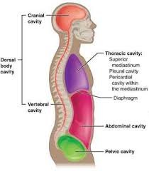 We can create a dictionary to contain these values and then get the quadrant position name using something like Anatomical Planes Of Body What Are They Types Position In Body