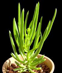 Image result for Senecio barbertonicus