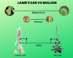Mullein vs Lamb's Ear: Clearing Up the Confusion Between These Fuzzy-Leaved  Plants