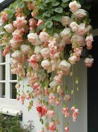 Image result for Begonia princeae