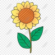 Gratis bunga matahari, kuning, kelopak, bunga, gazania, pabrik, daisy keluarga, biji bunga matahari, phellinaceae, blackeyed. Bunga Matahari Png Grafik Gambar Unduh Gratis Lovepik