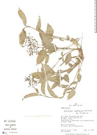 Image result for Aneilema umbrosum