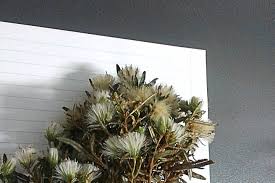 Image result for Dicoma anomala