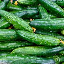 Image result for Cucumis sativus