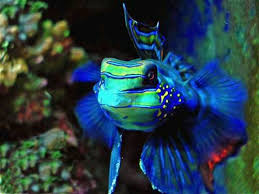 Sea and freshwater fish set. Exotic Saltwater Fish