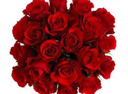 We did not find results for: Jr Roses Wholesale Flowers Jrroses Com Twitter