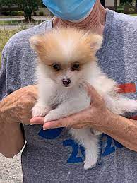 Sarl rescues over 800 cats, dogs, and small animals each year. Salem Nh Pomeranian Meet Gregor A Pet For Adoption