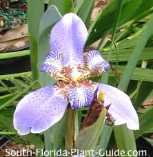 Take a sneak peak at the movies coming out this week (8/12) new movie releases this weekend: Irises Of South Florida