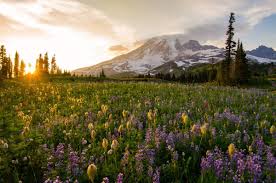 Stan tekiela is a naturalist, wildlife. 18 Wildflower Hikes Near Seattle To Explore Curbed Seattle