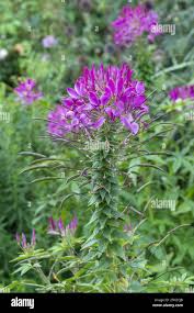 Image result for Cleome spinosa