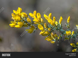 Send them the same day when you order by 12 noon, chilean time. Common Gorse Ulex Image Photo Free Trial Bigstock