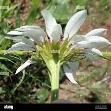 Image result for Callilepis laureola