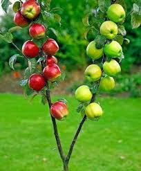 Is there a fruit salad tree in australia? Fruit Salad Tree Photos Facebook