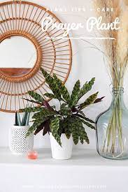 Prayer Plant Care Tips Prayer Plant Care Plant Care Plants