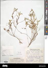 Image result for Polygala sphenoptera