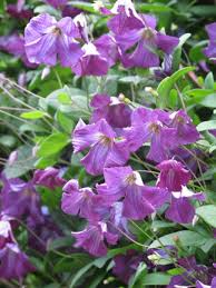 Maybe you would like to learn more about one of these? Herbaceous Clematis Rhs Gardening
