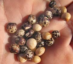 Image result for Cajanus cajan