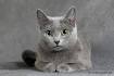 Russian Blue Cat Names: Easy-to-Follow Guide, Expert’s Advice