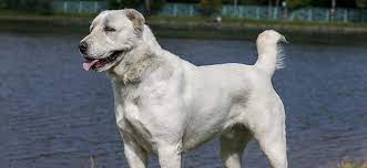 bolshie sobaki top 15 samyh krupnyh porod purinaone ru