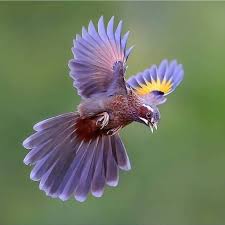 Beautiful Birds In Flight Images Beautiful Bird In Flight Beautiful Birds Bird Pictures Cute Birds