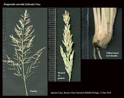 Image result for Eragrostis curvula